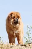 CHOW CHOW 112